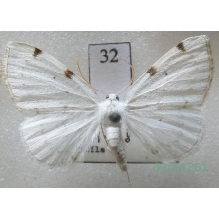 Lomographa bimaculata (Fabricius, 1775) Czech32